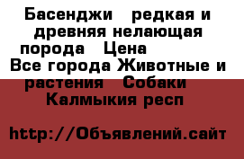 Басенджи - редкая и древняя нелающая порода › Цена ­ 50 000 - Все города Животные и растения » Собаки   . Калмыкия респ.